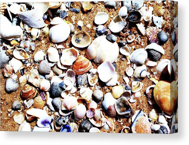 Beach Shells Macro Art Canvas Print featuring the photograph Beach Shells by Edgars Gasperovics