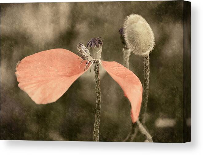 Flowers Canvas Print featuring the photograph Beauty Fades by Bill Pevlor