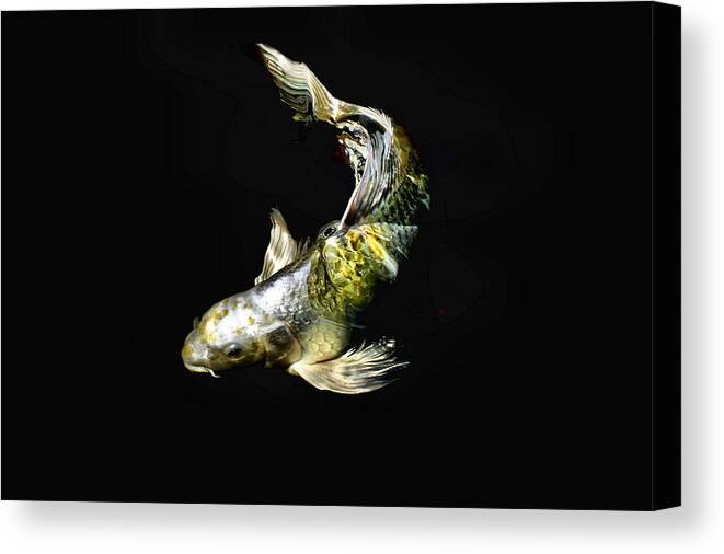 Koi Canvas Print featuring the photograph Beauty is only scale deep by Don Mann