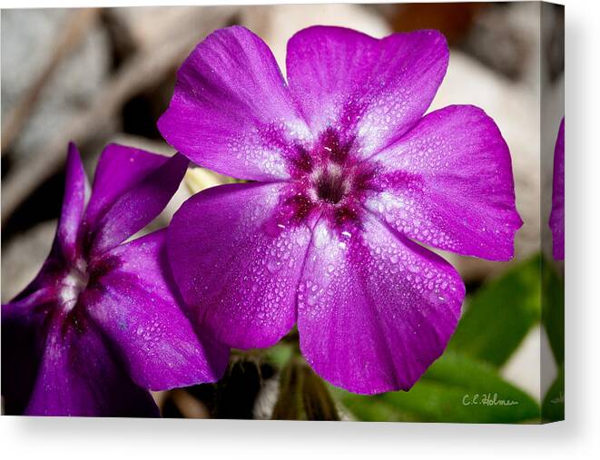 Flower Canvas Print featuring the photograph Bedeweled by Christopher Holmes