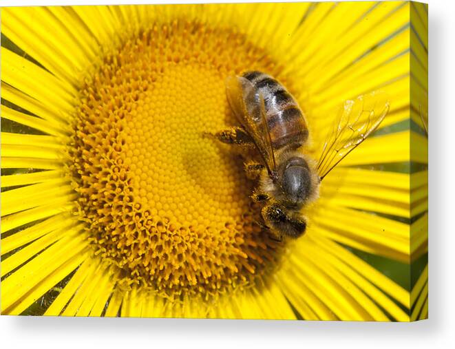 Mp Canvas Print featuring the photograph Bee Apidae On Alpine Sunflower by Matthias Breiter