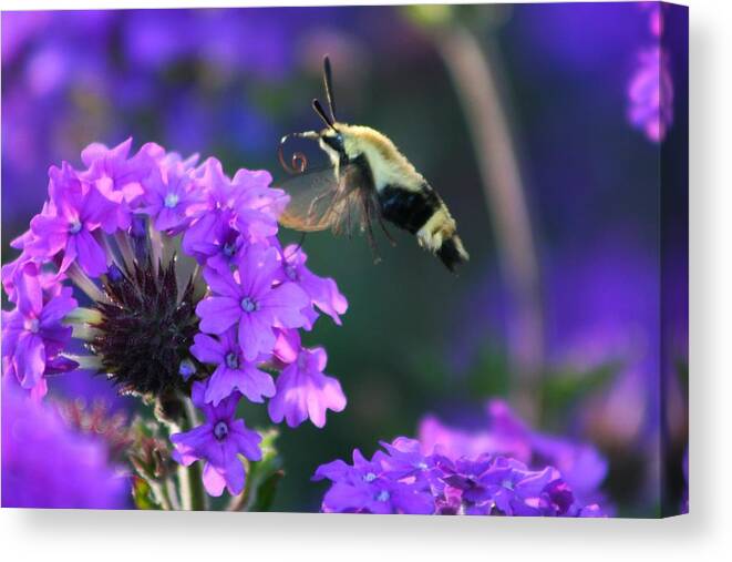 Bee Canvas Print featuring the photograph Bee Fur-eal by Phil Cappiali Jr