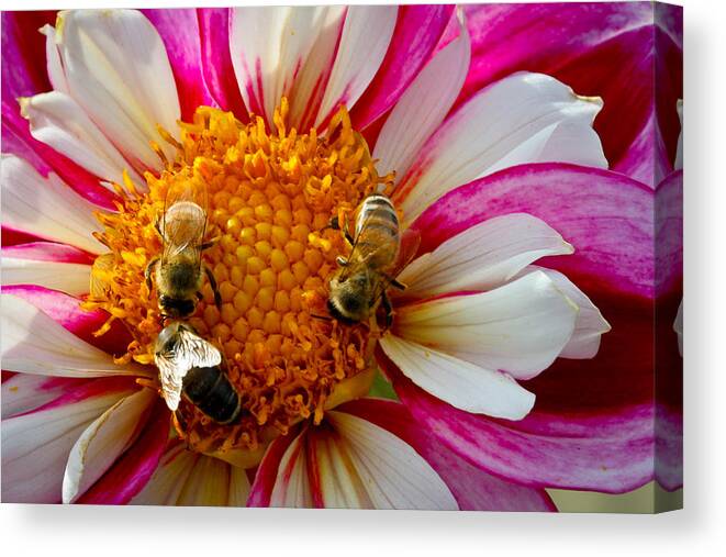 Dahlia Canvas Print featuring the photograph Bee Time by Jean Noren