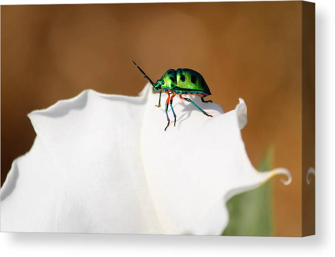 Jewel Bug Canvas Print featuring the photograph Bejewelled by SAURAVphoto Online Store