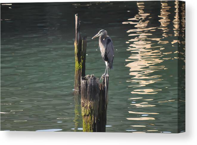 Heron Canvas Print featuring the photograph Bellingham Heron by Ronda Broatch