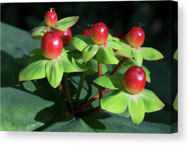 Red Berry Canvas Print featuring the photograph Berry pretty by Celine Pollard