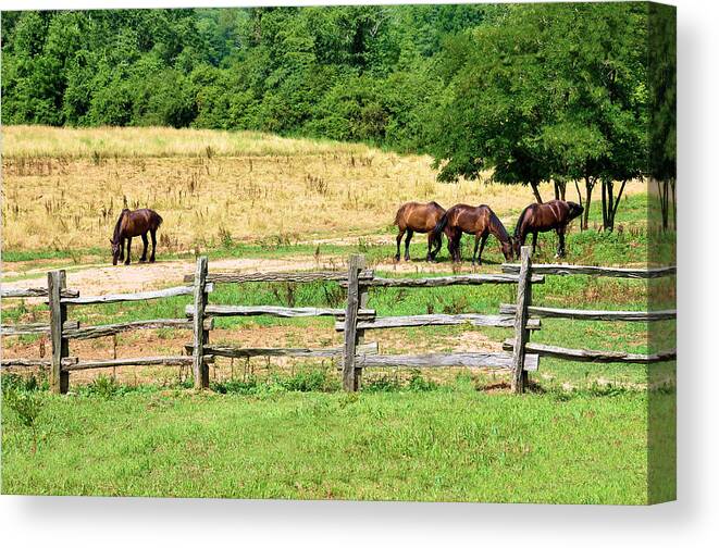 Animals Canvas Print featuring the photograph Big Boys At Pasture by Jan Amiss Photography