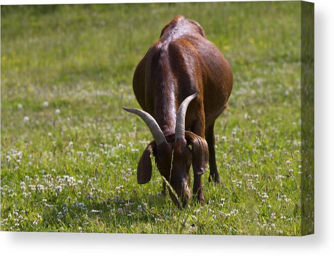 Capra Aegagrus Hircus Canvas Print featuring the photograph Billy Goat or Nanny Goat by Kathy Clark