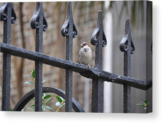 Savannah Canvas Print featuring the photograph Bird on a Gate by Leslie Lovell