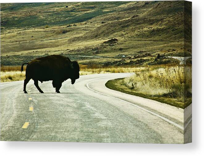 Utah Canvas Print featuring the photograph Bison crossing Highway by Marilyn Hunt
