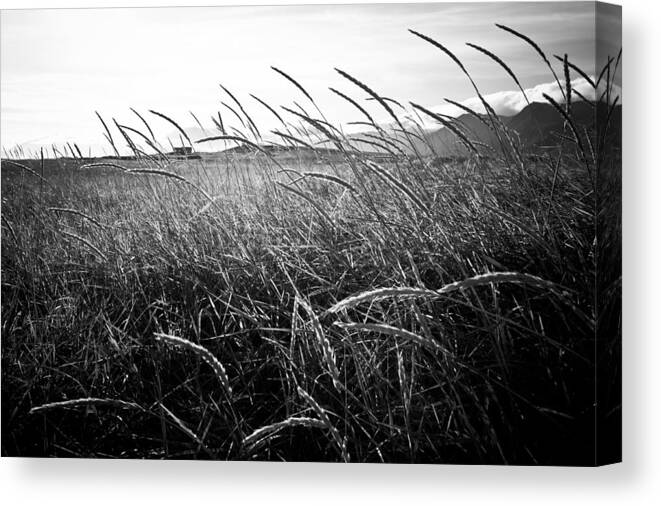 Iceland Canvas Print featuring the photograph Black and White Tall Grass by Anthony Doudt