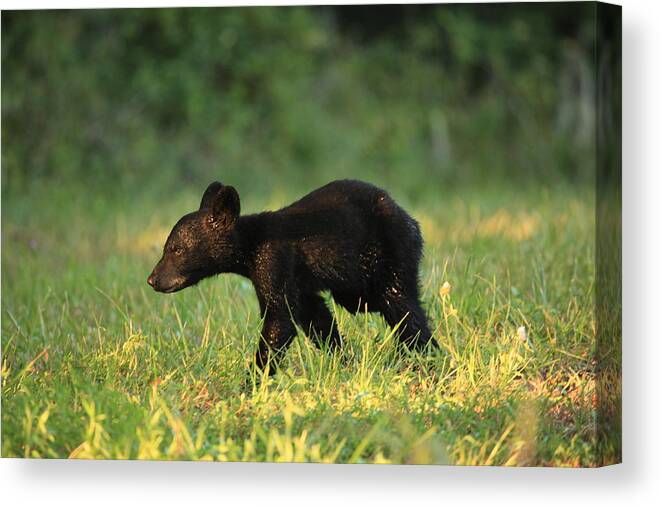 Douglas Mcpherson Photography Canvas Print featuring the photograph Black Bear Cub by Doug McPherson