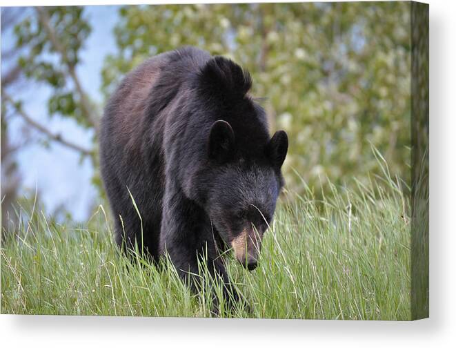 Bear Canvas Print featuring the photograph Black Bear Going to the Sun by Ronda Broatch