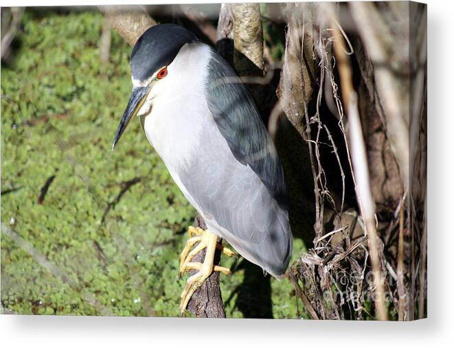 Bird Canvas Print featuring the photograph Black-Crowned Night Heron by April Wietrecki Green