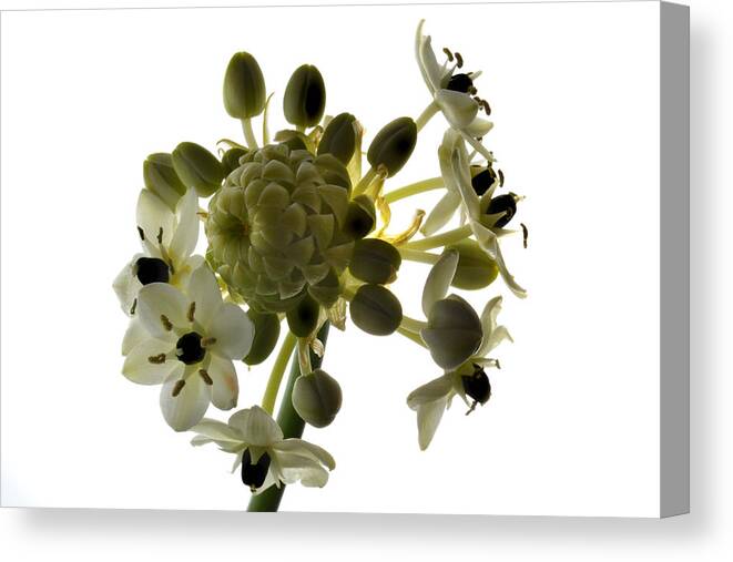 Chincherinchee Canvas Print featuring the photograph Black Eyed Chintz by Terence Davis