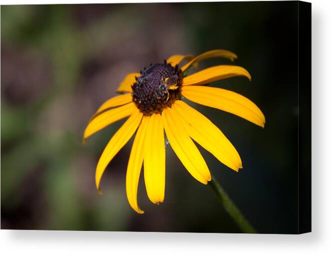 Flora Canvas Print featuring the photograph Black Eyed Susan with Young Bee by Lynne Jenkins
