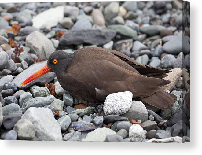 Mp Canvas Print featuring the photograph Black Oystercatcher Haematopus Bachmani by Matthias Breiter