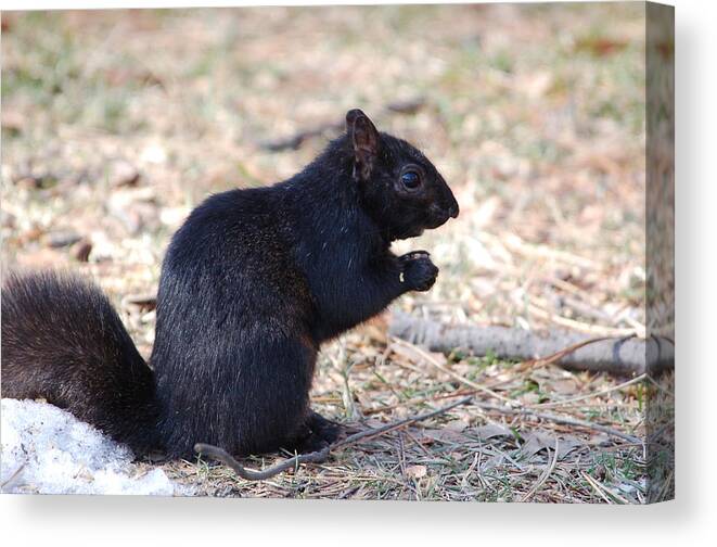 Squirrel Canvas Print featuring the photograph Black Squirrel of Central Park by Sarah McKoy