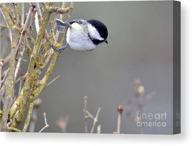 Backyard Canvas Print featuring the photograph Blackcapped Chickadee Sideways by Laura Mountainspring