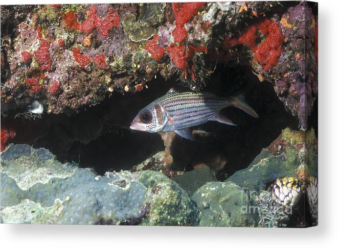 Fish Canvas Print featuring the photograph Blackfin Squirrelfish Swimming by Michael Wood