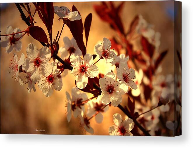 Floral Canvas Print featuring the photograph Blossoms 3 by Mikki Cucuzzo
