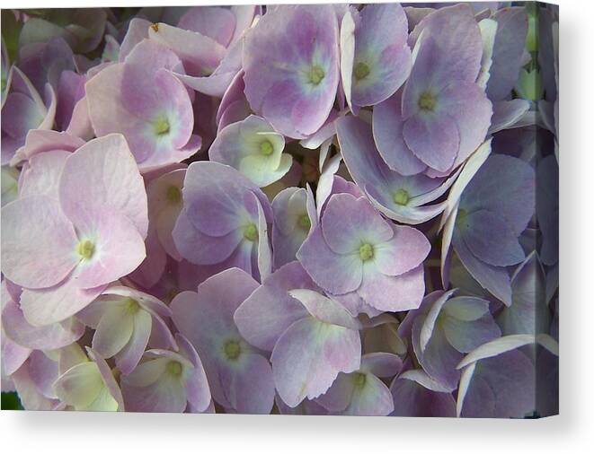 Sandy Collier Canvas Print featuring the photograph Blossoms Galore by Sandy Collier