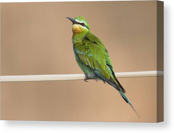 00481394 Canvas Print featuring the photograph Blue Cheeked Bee Eater Hawf Protected by Sebastian Kennerknecht