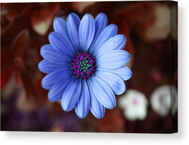 Bloom Canvas Print featuring the photograph Blue Daisy by Patricia Haynes