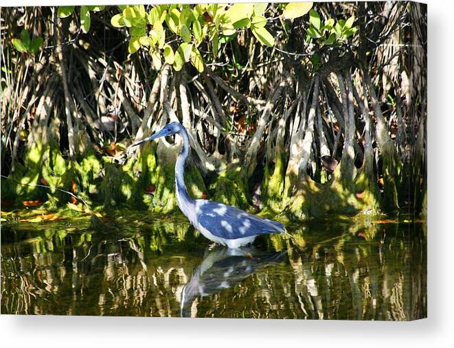  Canvas Print featuring the photograph Blue Heron by Jeanne Andrews
