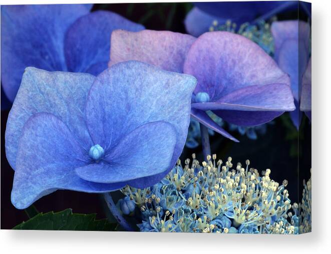 Hydrangea Canvas Print featuring the photograph Blue Hydrangea. by Terence Davis