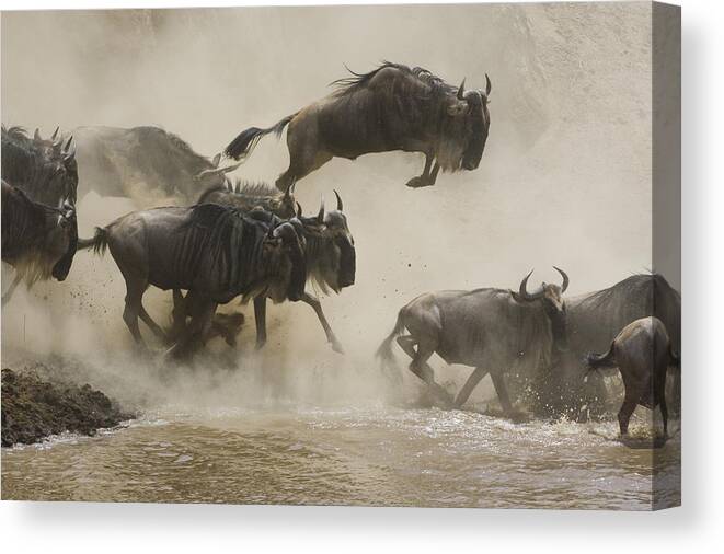 00761256 Canvas Print featuring the photograph Blue Wildebeest Crossing Mara River by Suzi Eszterhas