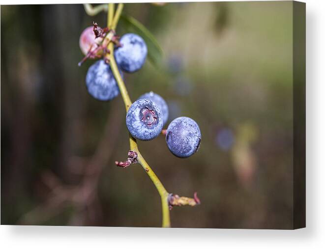 Ripe Canvas Print featuring the photograph Blueberry by Ester McGuire