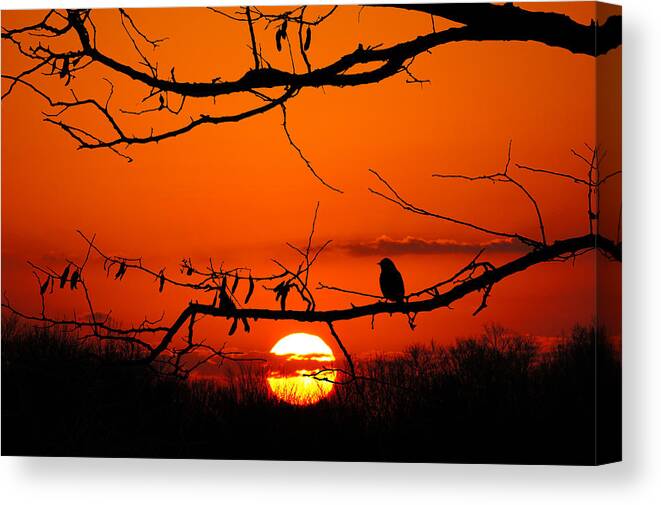 Wisconsin Canvas Print featuring the photograph Bluebird Dawn by Bill Pevlor