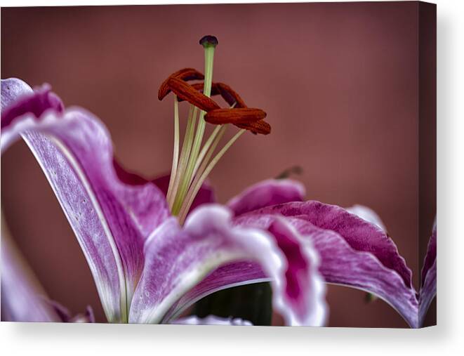 Lily Canvas Print featuring the photograph Blushing Bloom by Linda Tiepelman