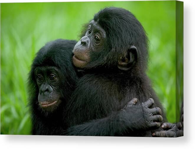 Mp Canvas Print featuring the photograph Bonobo Pan Paniscus Pair Of Orphans by Cyril Ruoso