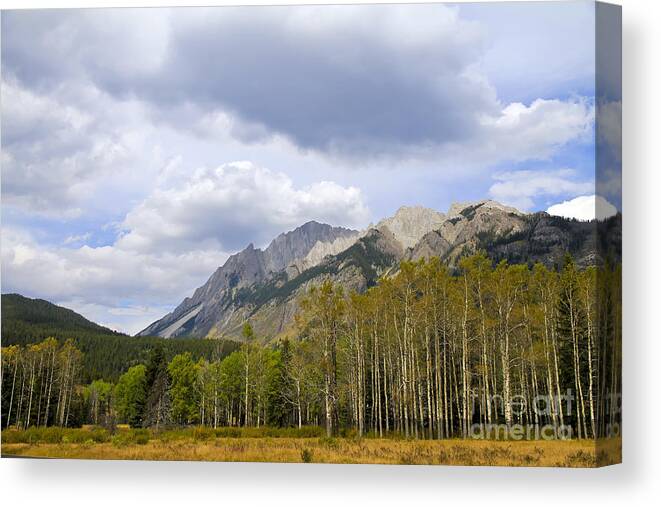 Birch Trees Canvas Print featuring the photograph Bow Valley Parkway by Teresa Zieba
