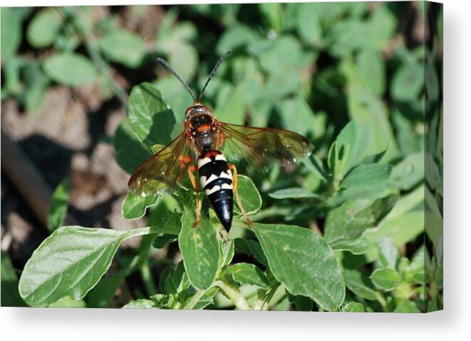 Cicada Canvas Print featuring the photograph Break Time by Thomas Woolworth