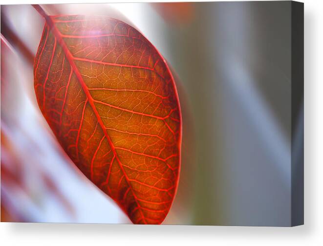 Leaf Canvas Print featuring the photograph Breezy Day by Mariola Szeliga
