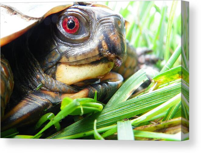 Turtle Canvas Print featuring the photograph Bright Eye by Chad and Stacey Hall
