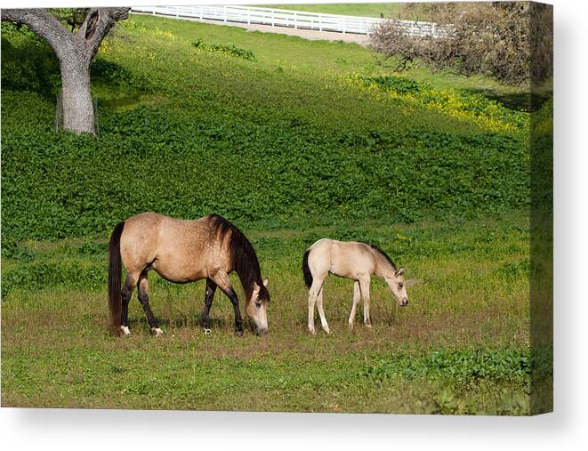 Foal Canvas Print featuring the photograph Broodmare With Her Foal by Dina Calvarese