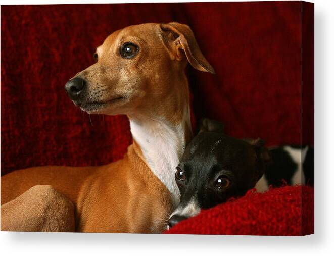 Editorial Canvas Print featuring the photograph Brothers Italian Greyhounds by Angela Rath