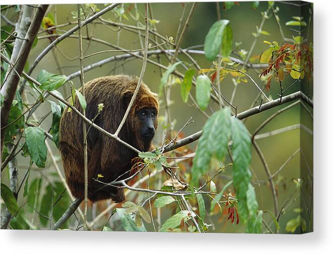 Mp Canvas Print featuring the photograph Brown Howler Monkey Alouatta Fusca by Cyril Ruoso