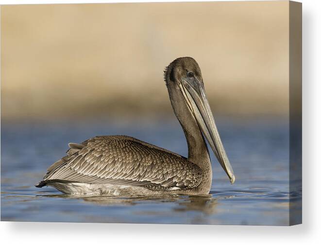 00429749 Canvas Print featuring the photograph Brown Pelican Juvenile Swimming by Sebastian Kennerknecht