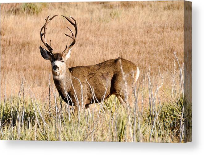 Deer Canvas Print featuring the photograph Buck by Cheryl McClure