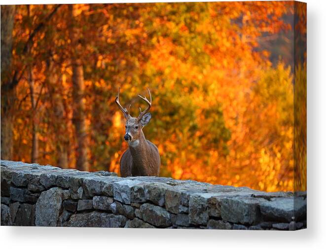 Metro Canvas Print featuring the photograph Buck in the Fall 01 by Metro DC Photography