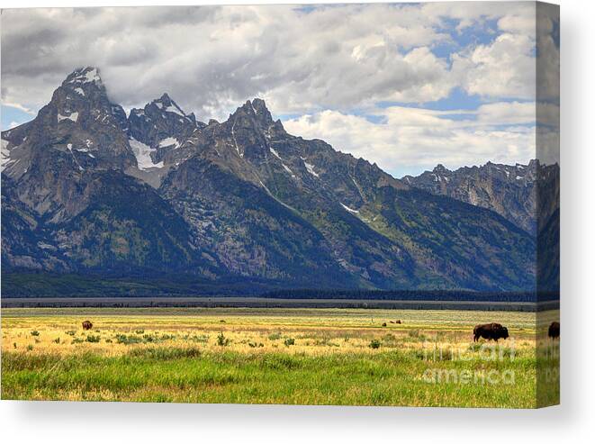 Buffalo Canvas Print featuring the photograph Buffalo Herd below Grand Teton by Gary Whitton