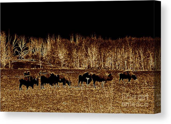 Buffalo Canvas Print featuring the photograph Buffalos roaming by Kim Galluzzo Wozniak