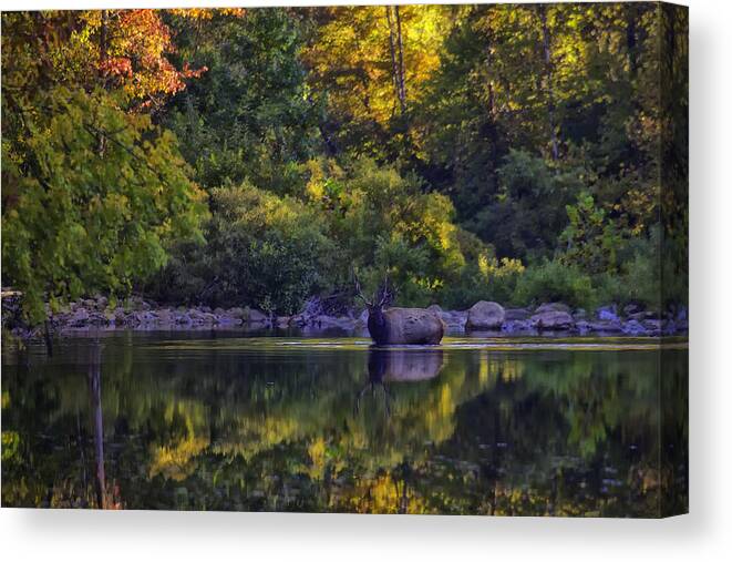 Fall Color Canvas Print featuring the photograph Bull Elk in Reflecting Pool Buffalo National River by Michael Dougherty