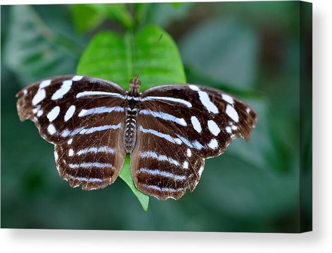 Buterfly Balck And White Canvas Print featuring the photograph Butterfly 3 by Allan Rothman