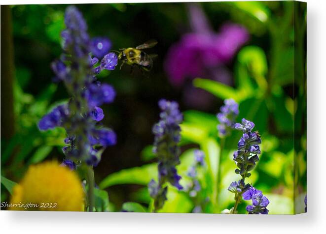 Bumble Bee Canvas Print featuring the photograph Buzzing Around by Shannon Harrington